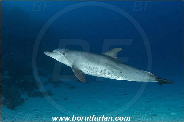Marsa Shagra, Marsa Alam, Egypt, Tursiops aduncus, Tursiops, Delphinidae, Mammalia, Mammalian, Indo-Pacific bottlenose dolphin, Dolphin, Reef, Sand