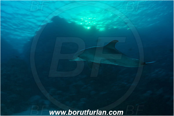 Marsa Shagra, Marsa Alam, Egypt, Tursiops aduncus, Tursiops, Delphinidae, Mammalia, Mammalian, Indo-Pacific bottlenose dolphin, Dolphin, Reef