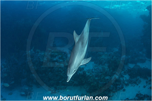 Marsa Shagra, Marsa Alam, Egypt, Tursiops aduncus, Tursiops, Delphinidae, Mammalia, Mammalian, Indo-Pacific bottlenose dolphin, Dolphin, Reef