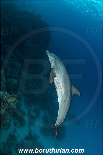 Marsa Shagra, Marsa Alam, Egypt, Tursiops aduncus, Tursiops, Delphinidae, Mammalia, Mammalian, Indo-Pacific bottlenose dolphin, Dolphin, Reef