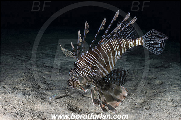 Marsa Shagra, Marsa Alam, Egypt, Red sea, Pterois volitans, Pterois, Scorpaenidae, Red lionfish, Lionfish, Fish, Night, Hunting, Predator, Prey