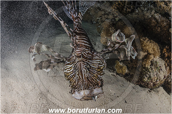 Marsa Shagra, Marsa Alam, Egypt, Red sea, Pterois volitans, Pterois, Scorpaenidae, Red lionfish, Lionfish, Fish, Night, Hunting, Predator, Prey