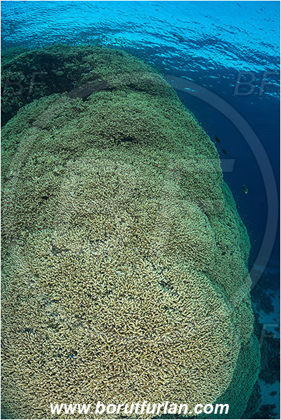 Marsa Shagra, Marsa Alam, Egypt, Red sea, Acropora sp., Acropora, Acroporidae, Anthozoa, Cnidaria, Cnidarian, Acropora Stone Coral, Coral, Reef