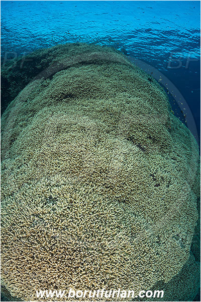 Marsa Shagra, Marsa Alam, Egypt, Red sea, Acropora sp., Acropora, Acroporidae, Anthozoa, Cnidaria, Cnidarian, Acropora Stone Coral, Coral, Reef