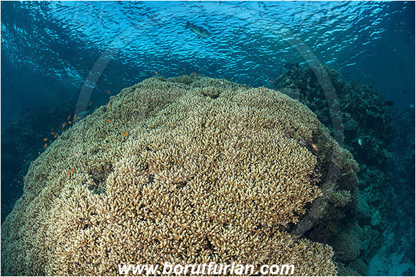Marsa Shagra, Marsa Alam, Egypt, Red sea, Acropora sp., Acropora, Acroporidae, Anthozoa, Cnidaria, Cnidarian, Acropora Stone Coral, Coral, Reef