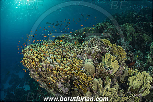 Marsa Shagra, Marsa Alam, Egypt, Red sea, Porites nodifera, Porites, Poritidae, Anthozoa, Cnidaria, Cnidarian, Dome Coral, Coral, Reef