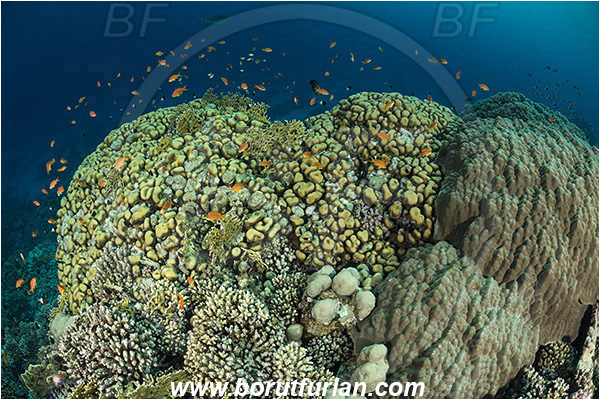 Marsa Shagra, Marsa Alam, Egypt, Red sea, Porites nodifera, Porites, Poritidae, Anthozoa, Cnidaria, Cnidarian, Dome Coral, Coral, Reef