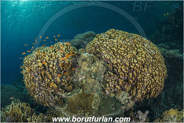 Marsa Shagra, Marsa Alam, Egypt, Red sea, Porites nodifera, Porites, Poritidae, Anthozoa, Cnidaria, Cnidarian, Dome Coral, Coral, Reef