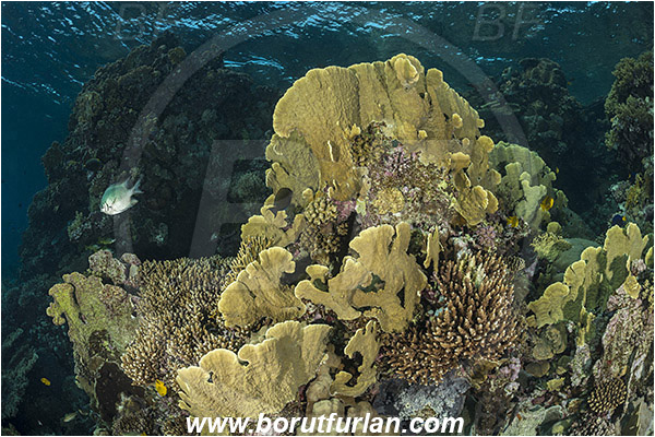 Marsa Shagra, Marsa Alam, Egypt, Red sea, Echinopora sp., Echinopora, Merulinidae, Hard Coral, Coral, Anthozoa, Cnidaria, Cnidarian, Reef