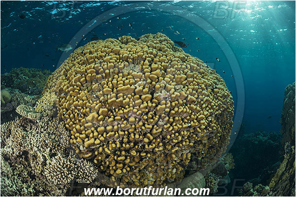 Marsa Shagra, Marsa Alam, Egypt, Red sea, Porites nodifera, Porites, Poritidae, Anthozoa, Cnidaria, Cnidarian, Dome Coral, Coral, Reef