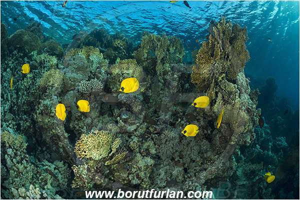 Marsa Shagra, Marsa Alam, Egypt, Red sea, Chaetodon semilarvatus, Chaetodon, Chaetodontidae, Masked Butterflyfish, Butterflyfish, Fish, Fish school, Reef
