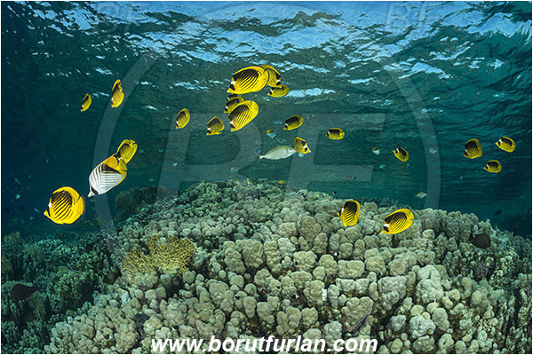 Marsa Shagra, Marsa Alam, Egypt, Red sea, Chaetodon fasciatus, Chaetodon, Chaetodontidae, Raccoon Butterflyfish, Butterflyfish, Fish, Fish school, Reef