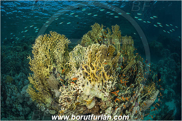 Marsa Shagra, Marsa Alam, Egypt, Red sea, Millepora dichotoma, Millepora, Milleporidae, Hydrozoa, Cnidaria, Cnidarian, Net fire coral, Fire coral, Reef