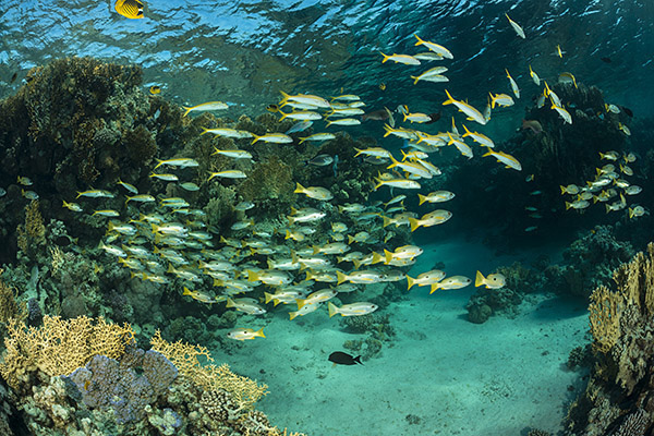 Marsa Shagra, Marsa Alam, Egypt, Red sea, Mulloidichthys vanicolensis, Mulloidichthys, Mullidae, Yellowfin Goatfish, Goatfish, Lutjanus ehrenbergii, Lutjanus, Lutjanidae, Blackspot snapper, Snapper, Fish, Fish school, Reef