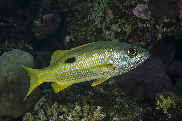 Marsa Shagra, Marsa Alam, Egypt, Red sea, Lutjanus ehrenbergii, Lutjanus, Lutjanidae, Blackspot snapper, Snapper, Fish