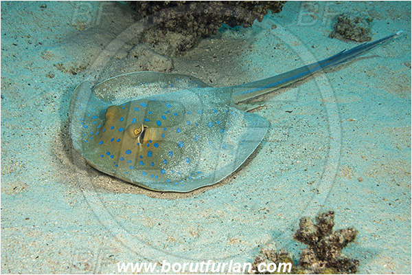 Marsa Shagra, Marsa Alam, Egypt, Red sea, Taeniura lymma, Taeniura, Dasyatidae, Elasmobranchii, Bluespotted ribbontail ray, Blue spotted stingray, Stingray, Reef