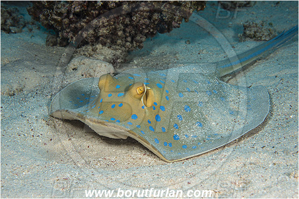 Marsa Shagra, Marsa Alam, Egypt, Red sea, Taeniura lymma, Taeniura, Dasyatidae, Elasmobranchii, Bluespotted ribbontail ray, Blue spotted stingray, Stingray, Reef
