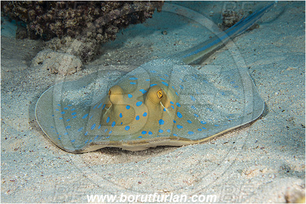 Marsa Shagra, Marsa Alam, Egypt, Red sea, Taeniura lymma, Taeniura, Dasyatidae, Elasmobranchii, Bluespotted ribbontail ray, Blue spotted stingray, Stingray, Reef