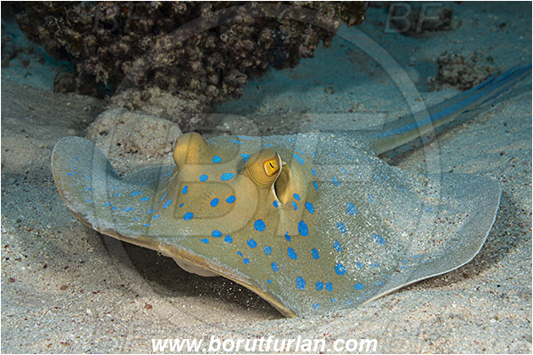 Marsa Shagra, Marsa Alam, Egypt, Red sea, Taeniura lymma, Taeniura, Dasyatidae, Elasmobranchii, Bluespotted ribbontail ray, Blue spotted stingray, Stingray, Reef
