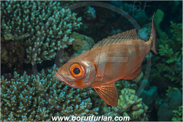 Marsa Shagra, Marsa Alam, Egypt, Red sea, Priacanthus hamrur, Priacanthus, Lunartail Bigeye, Bigeye, Priacanthidae, Fish