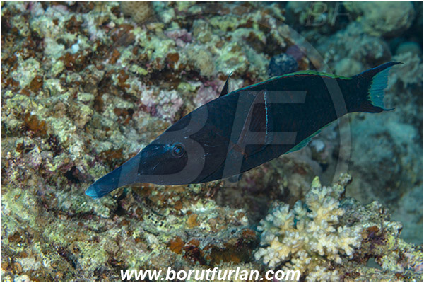 Marsa Shagra, Marsa Alam, Egypt, Red sea, Gomphosus caeruleus, Gomphosus, Labridae, Bird wrasse, Male, Wrasse, Fish