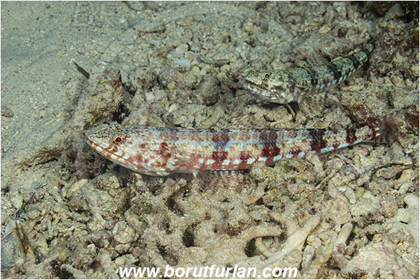 Marsa Shagra, Marsa Alam, Egypt, Red sea, Synodus variegatus, Synodus, Synodontidae, Variegated lizardfish, Lizardfish, Fish