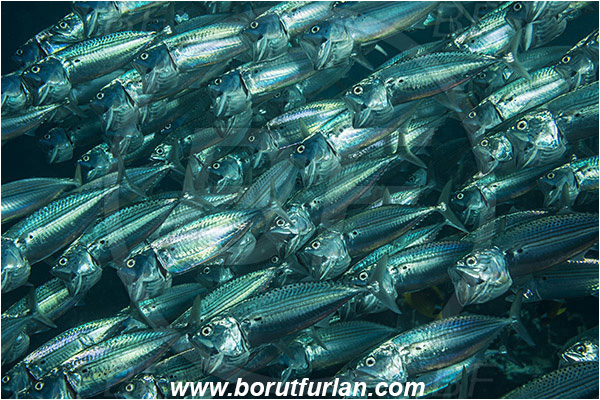 Marsa Shagra, Marsa Alam, Egypt, Red sea, Rastrelliger kanagurta, Rastrelliger, Scombridae, Indian mackerel, Fish, Feeding, Fish school