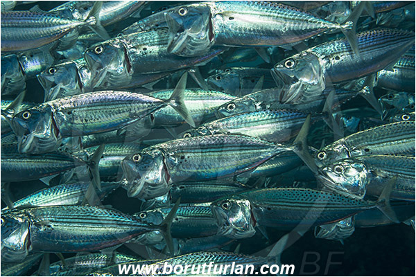 Marsa Shagra, Marsa Alam, Egypt, Red sea, Rastrelliger kanagurta, Rastrelliger, Scombridae, Indian mackerel, Fish, Feeding, Fish school