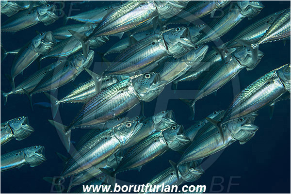 Marsa Shagra, Marsa Alam, Egypt, Red sea, Rastrelliger kanagurta, Rastrelliger, Scombridae, Indian mackerel, Fish, Feeding, Fish school