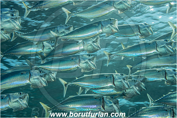 Marsa Shagra, Marsa Alam, Egypt, Red sea, Rastrelliger kanagurta, Rastrelliger, Scombridae, Indian mackerel, Fish, Feeding, Fish school