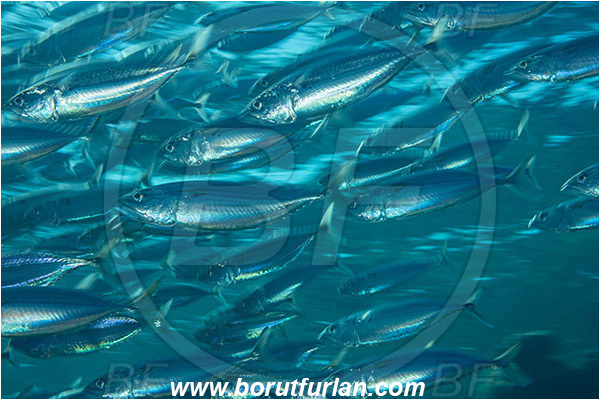 Marsa Shagra, Marsa Alam, Egypt, Red sea, Rastrelliger kanagurta, Rastrelliger, Scombridae, Indian mackerel, Fish, Feeding, Fish school