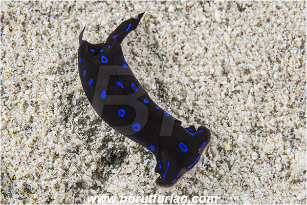 Marsa Shagra, Marsa Alam, Egypt, Red sea, Chelidonura livida, Chelidonura, Aglajidae, Blue-spotted shield slug, Nudibranch, Sea slug, Gastropoda, Mollusca, Mollusc