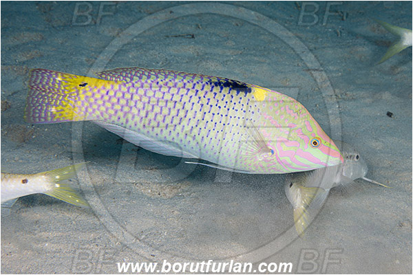Marsa Shagra, Marsa Alam, Egypt, Red sea, Halichoeres hortulanus, Halichoeres, Labridae, Checkerboard wrasse, Wrasse, Fish