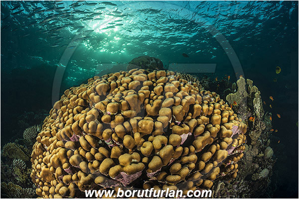 Marsa Shagra, Marsa Alam, Egypt, Red sea, Porites nodifera, Porites, Poritidae, Anthozoa, Cnidaria, Cnidarian, Dome Coral, Coral, Reef