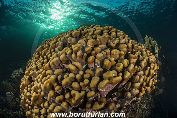 Marsa Shagra, Marsa Alam, Egypt, Red sea, Porites nodifera, Porites, Poritidae, Anthozoa, Cnidaria, Cnidarian, Dome Coral, Coral, Reef