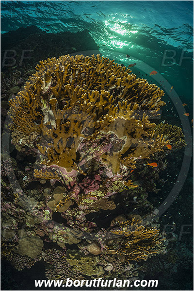 Marsa Shagra, Marsa Alam, Egypt, Red sea, Millepora dichotoma, Millepora, Milleporidae, Hydrozoa, Cnidaria, Cnidarian, Net fire coral, Fire coral, Reef