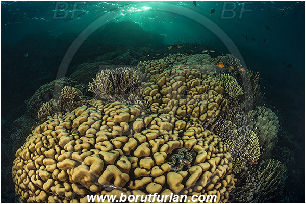 Marsa Shagra, Marsa Alam, Egypt, Red sea, Porites nodifera, Porites, Poritidae, Anthozoa, Cnidaria, Cnidarian, Dome Coral, Coral, Reef