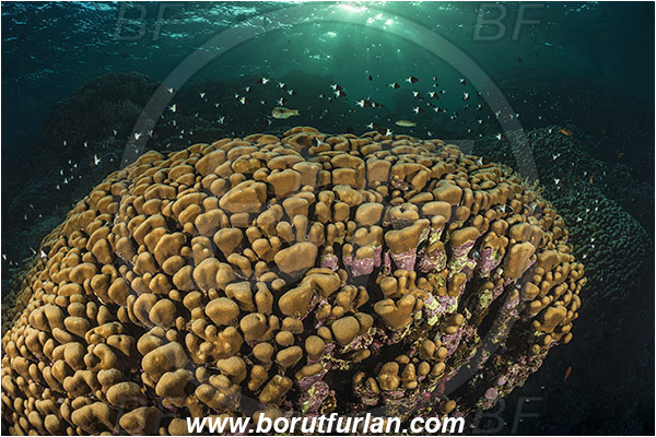 Marsa Shagra, Marsa Alam, Egypt, Red sea, Porites nodifera, Porites, Poritidae, Anthozoa, Cnidaria, Cnidarian, Dome Coral, Coral, Reef