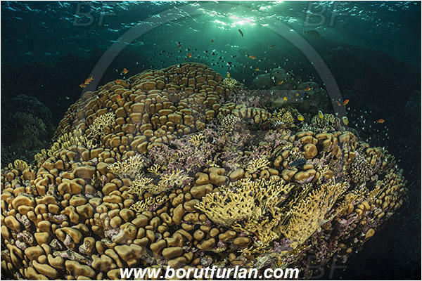Marsa Shagra, Marsa Alam, Egypt, Red sea, Porites nodifera, Porites, Poritidae, Anthozoa, Cnidaria, Cnidarian, Dome Coral, Coral, Reef