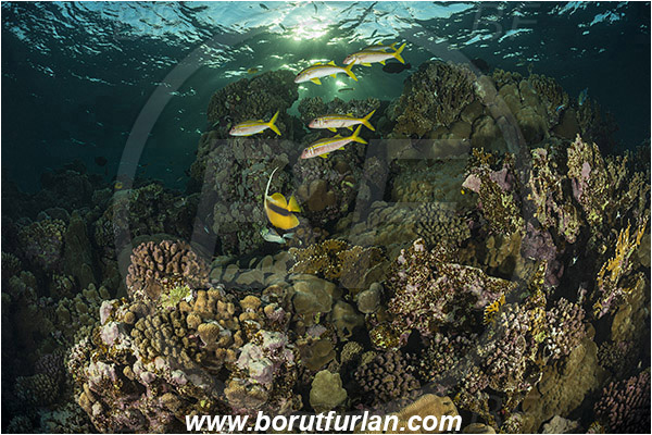 Marsa Shagra, Marsa Alam, Egypt, Red sea, Anthozoa, Cnidaria, Cnidarian, Coral, Mulloidichthys vanicolensis, Mulloidichthys, Mullidae, Yellowfin Goatfish, Goatfish, Fish, Fish school, Reef