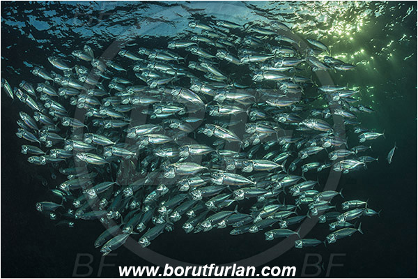 Marsa Shagra, Marsa Alam, Egypt, Red sea, Rastrelliger kanagurta, Rastrelliger, Scombridae, Indian mackerel, Fish, Feeding, Fish school, Evening