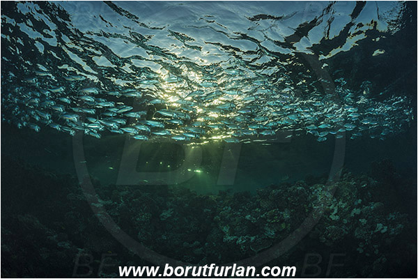 Marsa Shagra, Marsa Alam, Egypt, Red sea, Rastrelliger kanagurta, Rastrelliger, Scombridae, Indian mackerel, Fish, Feeding, Fish school, Evening
