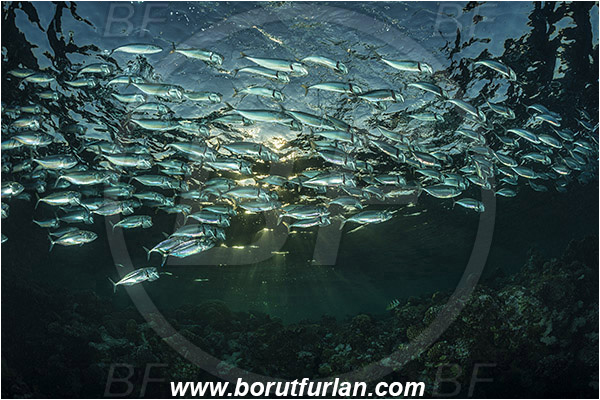 Marsa Shagra, Marsa Alam, Egypt, Red sea, Rastrelliger kanagurta, Rastrelliger, Scombridae, Indian mackerel, Fish, Feeding, Fish school, Evening