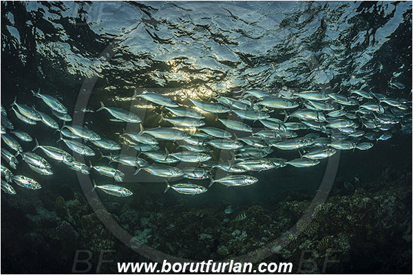 Marsa Shagra, Marsa Alam, Egypt, Red sea, Rastrelliger kanagurta, Rastrelliger, Scombridae, Indian mackerel, Fish, Feeding, Fish school, Evening