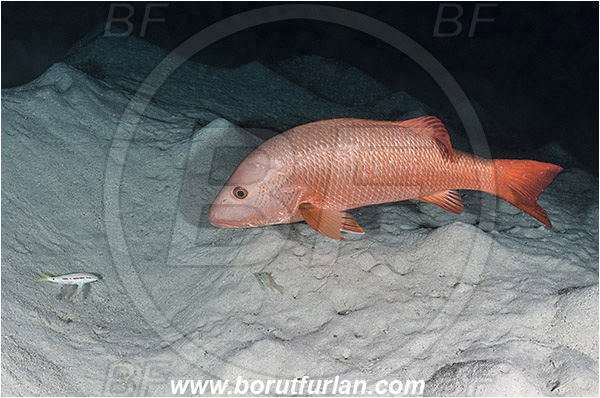 Marsa Shagra, Marsa Alam, Egypt, Red sea, Lutjanus argentimaculatus, Lutjanus, Lutjanidae, Mangrove red snapper, Snapper, Fish, Night, Hunting, Predator, Prey