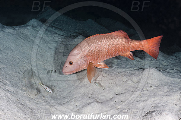 Marsa Shagra, Marsa Alam, Egypt, Red sea, Lutjanus argentimaculatus, Lutjanus, Lutjanidae, Mangrove red snapper, Snapper, Fish, Night, Hunting, Predator, Prey