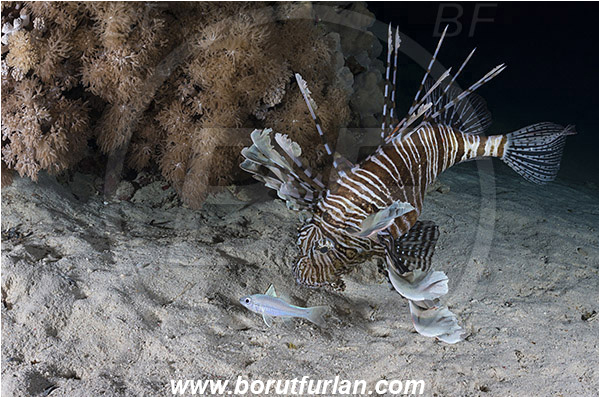Marsa Shagra, Marsa Alam, Egypt, Red sea, Pterois volitans, Pterois, Scorpaenidae, Red lionfish, Lionfish, Fish, Night, Hunting, Predator, Prey