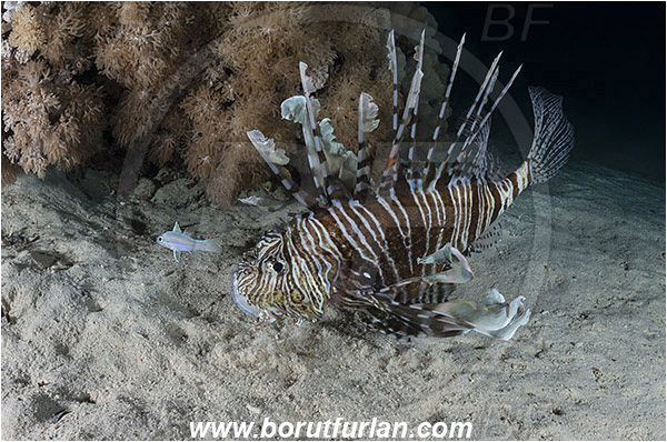 Marsa Shagra, Marsa Alam, Egypt, Red sea, Pterois volitans, Pterois, Scorpaenidae, Red lionfish, Lionfish, Fish, Night, Hunting, Predator, Prey