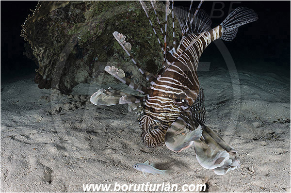 Marsa Shagra, Marsa Alam, Egypt, Red sea, Pterois volitans, Pterois, Scorpaenidae, Red lionfish, Lionfish, Fish, Night, Hunting, Predator, Prey