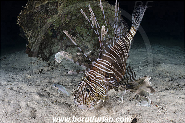 Marsa Shagra, Marsa Alam, Egypt, Red sea, Pterois volitans, Pterois, Scorpaenidae, Red lionfish, Lionfish, Fish, Night, Hunting, Predator, Prey